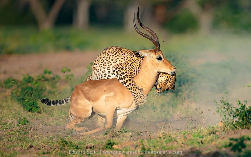 Wildlife image from photo safari with edward selfe.
