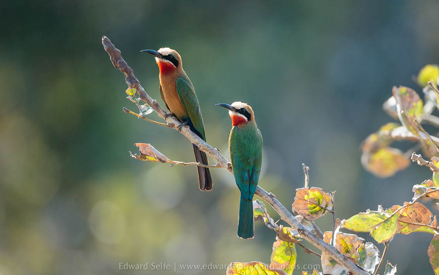 Wildlife image from photo safari with edward selfe in south luangwa national park.