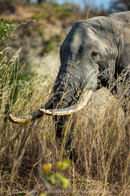 Wildlife image from photo safari with edward selfe.