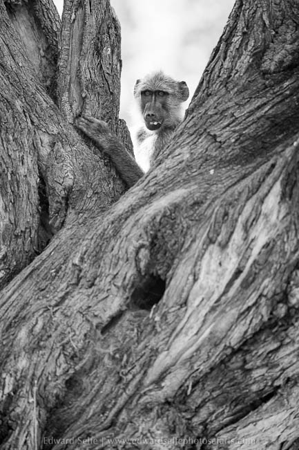Wildlife image from photo safari with edward selfe in south luangwa national park.