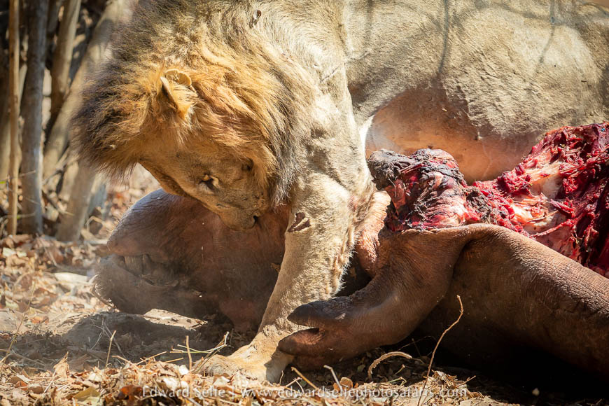 Wildlife image from photo safari with edward selfe.