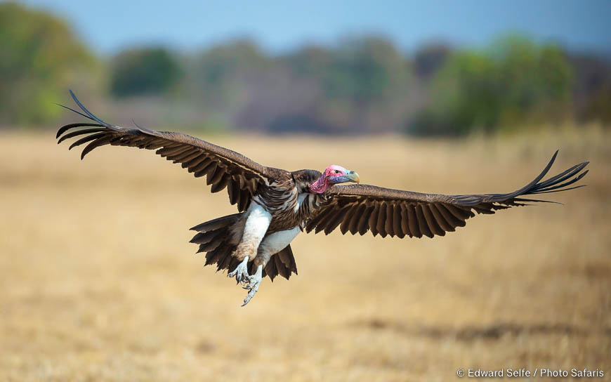 Wildlife image of a bird by edward selfe from photo safari in zambia.