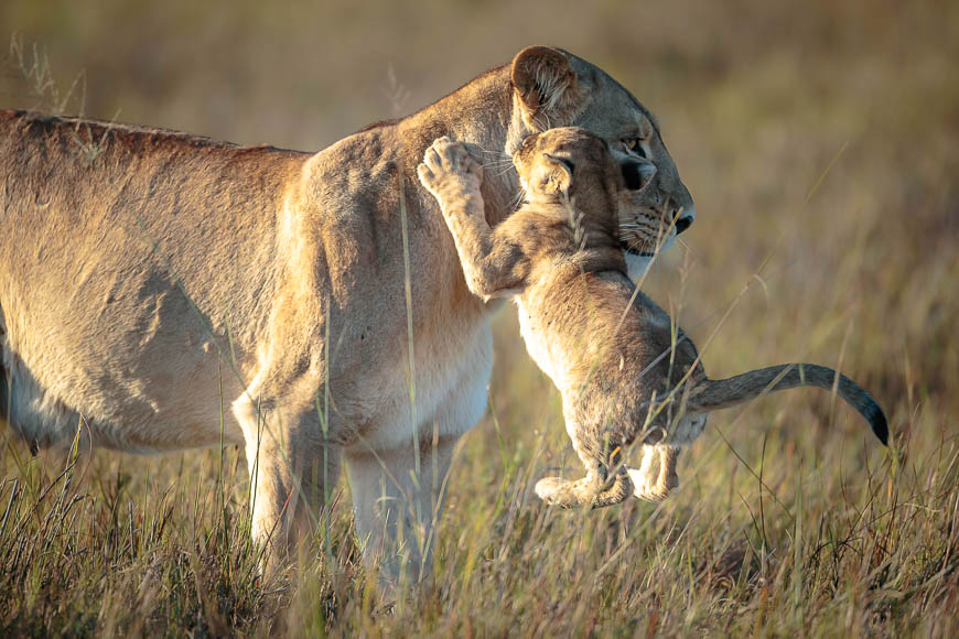 Images of wildlife from photo safari with edward selfe