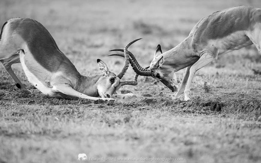 Two impala rams fight during a photo safari with Edward Selfe in South Luangwa National Park