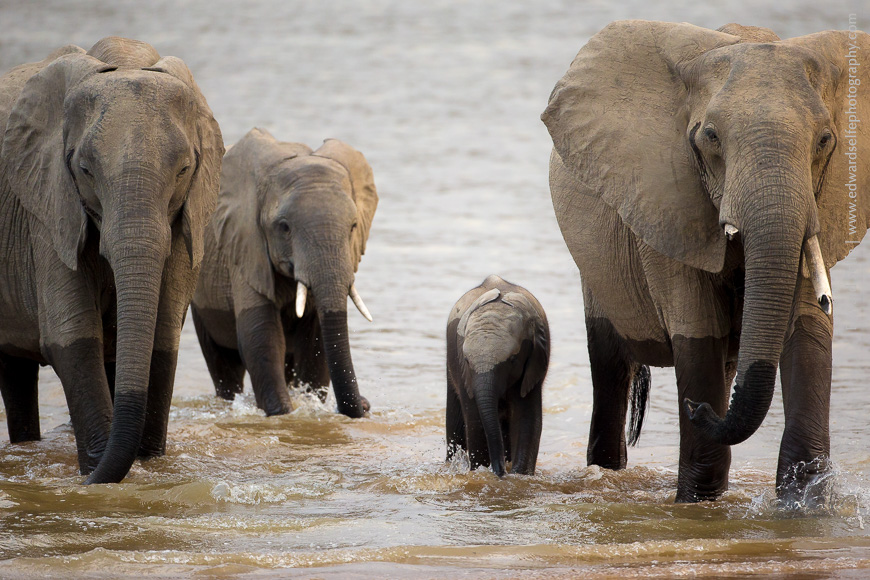A herd of elephants cross the river towards the camera, drinking as they go, in South Luangwa.