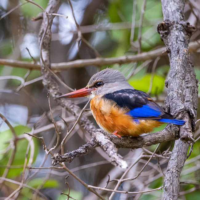 Wildlife image from South Luangwa by Mike White