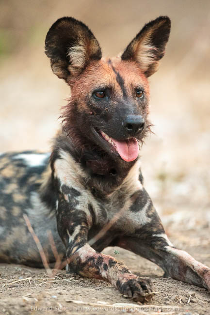 Wildlife image from photo safari with edward selfe in south luangwa national park.
