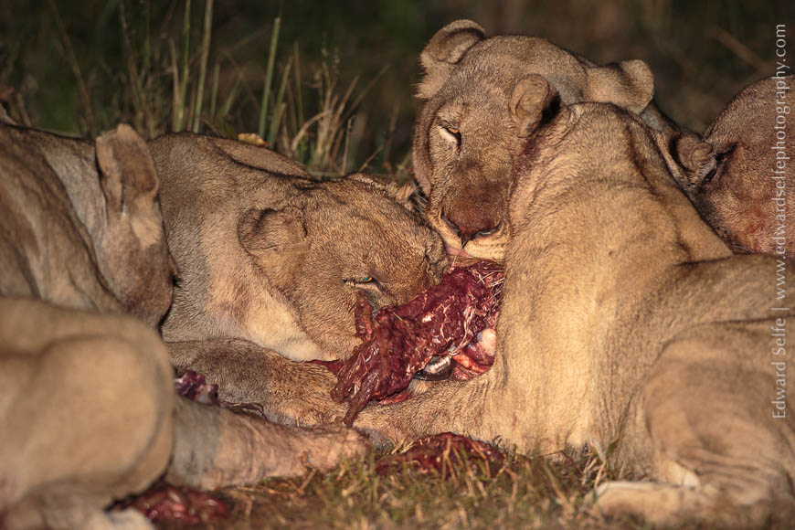 Lions feed on the remains of an impala in South Luangwa National Park.