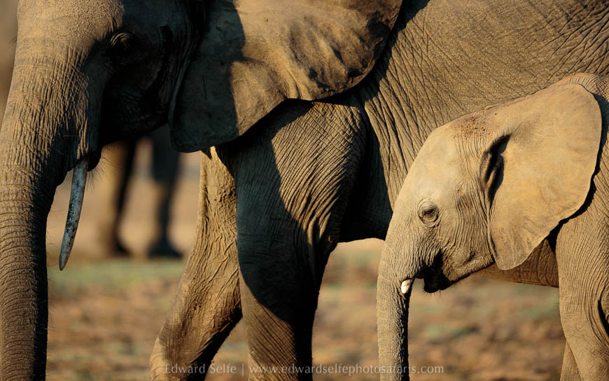 Wildlife image from photo safari with edward selfe in south luangwa national park.