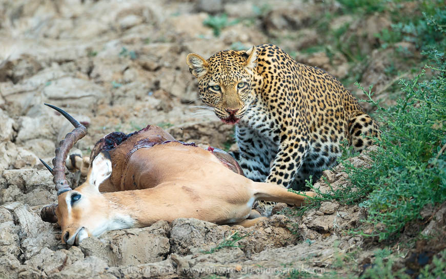 Wildlife image from photo safari with edward selfe in south luangwa national park.