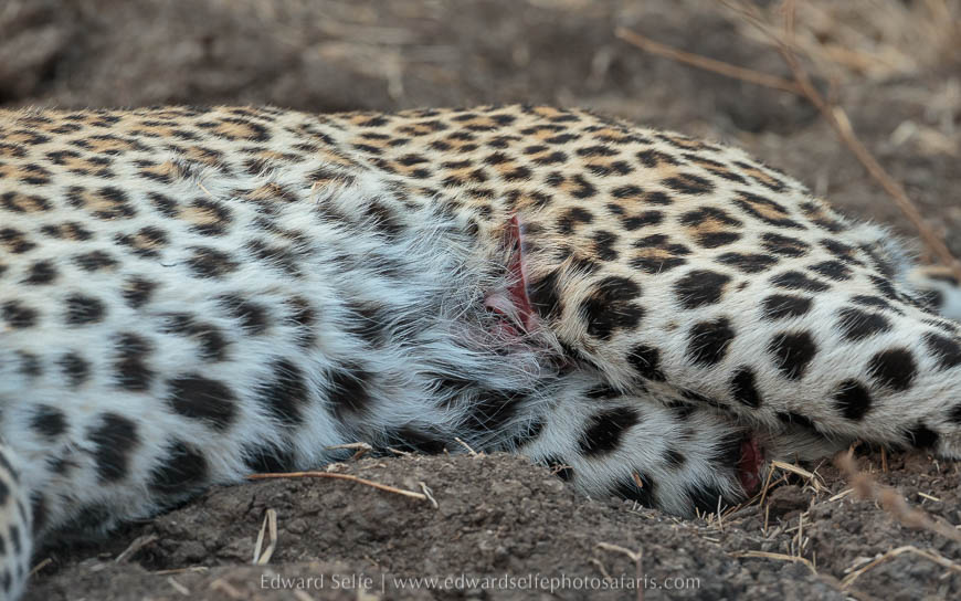Wildlife image from photo safari with edward selfe in south luangwa national park.