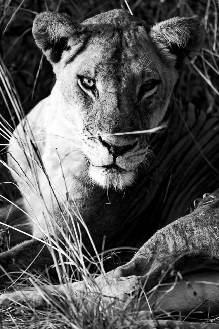 Images of wildlife from photo safari with edward selfe in the nsefu sector.