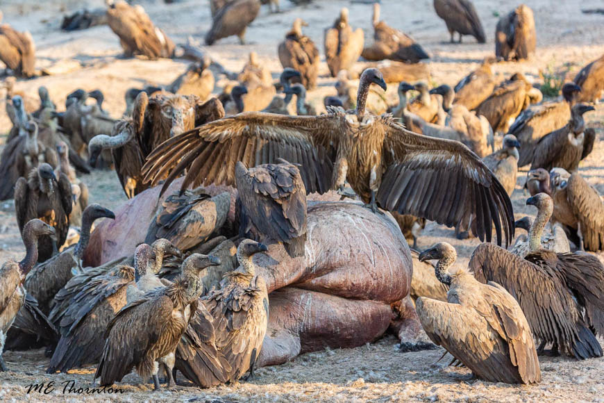 Wildlife image by michael thornton from photo safari in south luangwa with edward selfe.