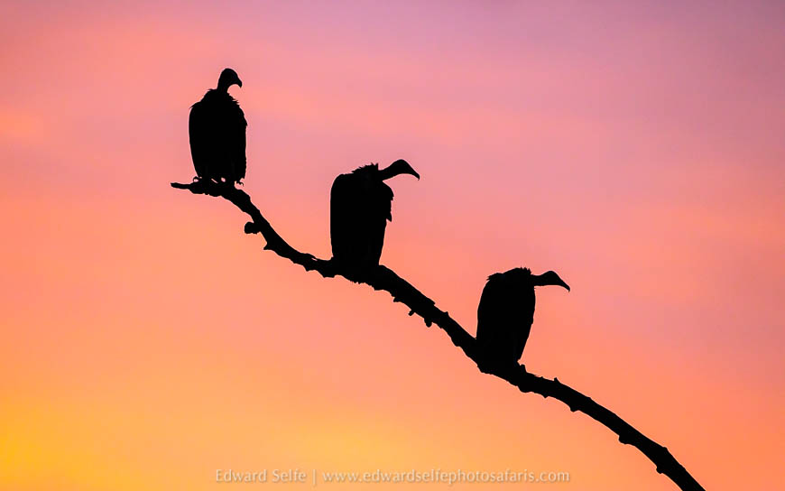 Wildlife image from photo safari with edward selfe.