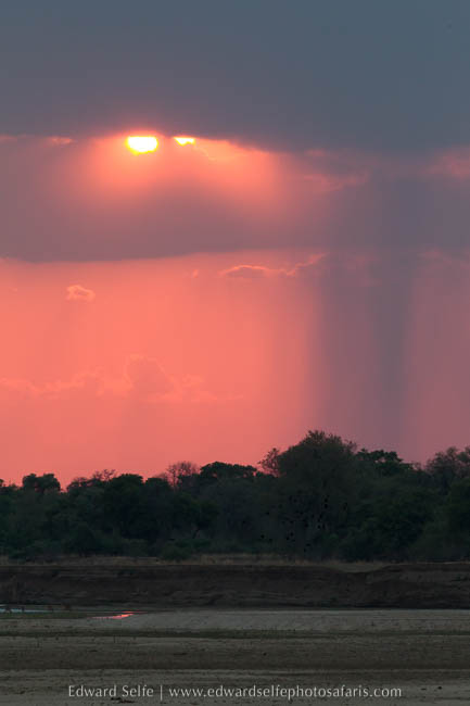 Wildlife image from photo safari with edward selfe in south luangwa national park.