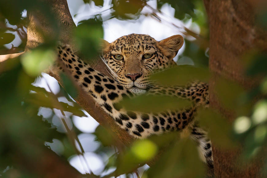 Images of wildlife from photo safari with edward selfe in zambia.