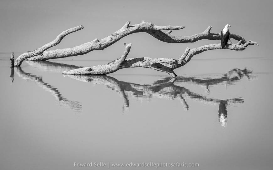 Fish eagle on photo safari with Edward Selfe in South Luangwa National Park./><figcaption align=justify