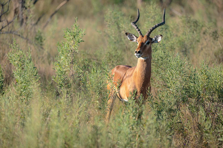Images of wildlife from photo safari with edward selfe