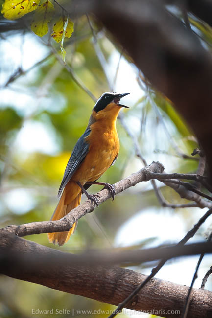 Wildlife image from a photo safari with edward selfe.