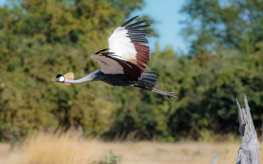 Wildlife image from photo safari with edward selfe.