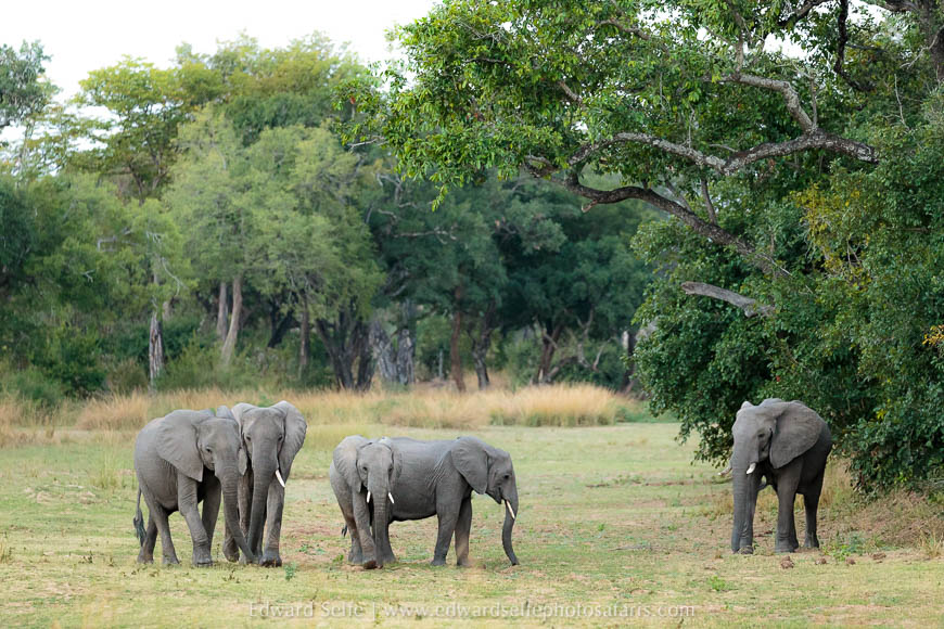 Wildlife image from photo safari with edward selfe in south luangwa national park.