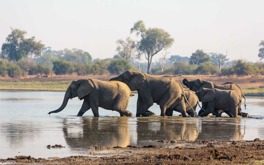 Wildlife image from photo safari with edward selfe in south luangwa national park.