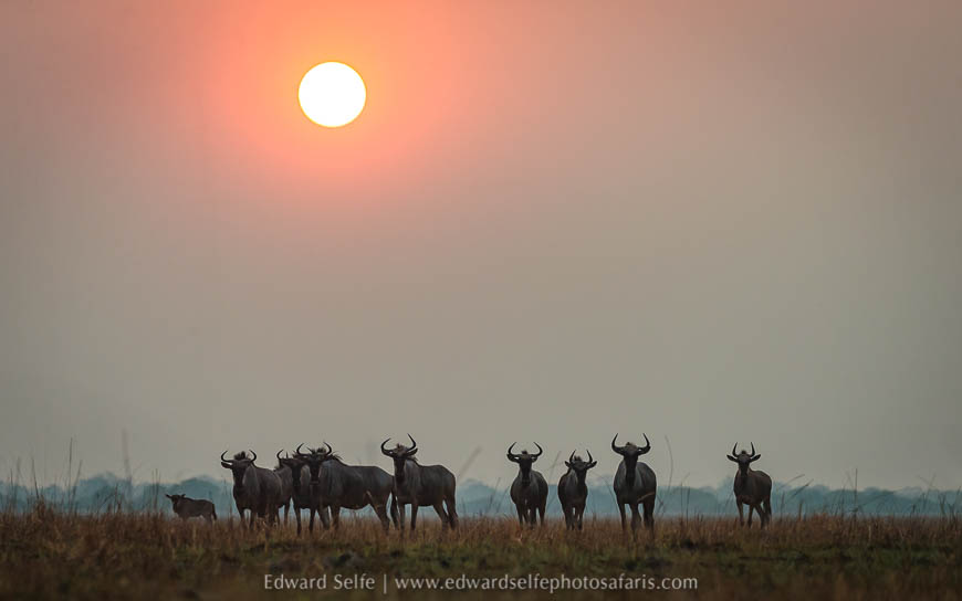 Wildlife image from a photo safari with edward selfe.