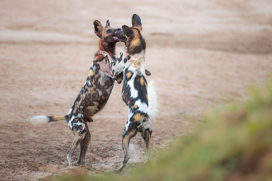 Images of wildlife from photo safari with edward selfe in south luangwa.
