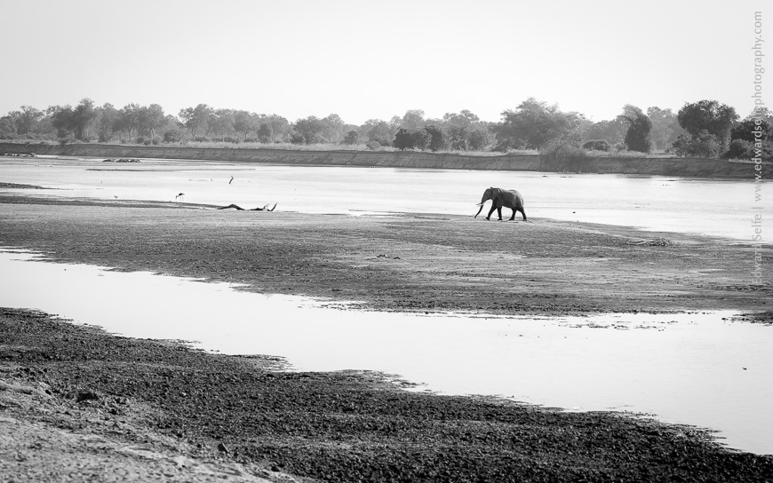 In the drying channel of the Luangwa River, a bull elephant scents his path with his trunk.