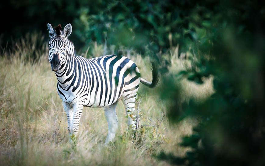 Images of wildlife from photo safari with edward selfe in south luangwa.