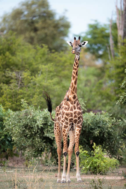Wildlife image from photo safari with edward selfe in south luangwa national park.