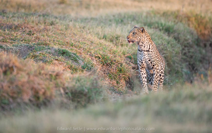 Leopard on photo safari with Edward Selfe in South Luangwa National Park./><figcaption align=justify
