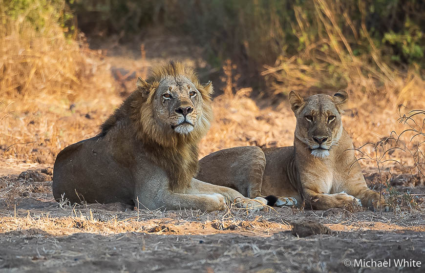 Mike white’s image of wildlife from photo safari with edward selfe in zambia.