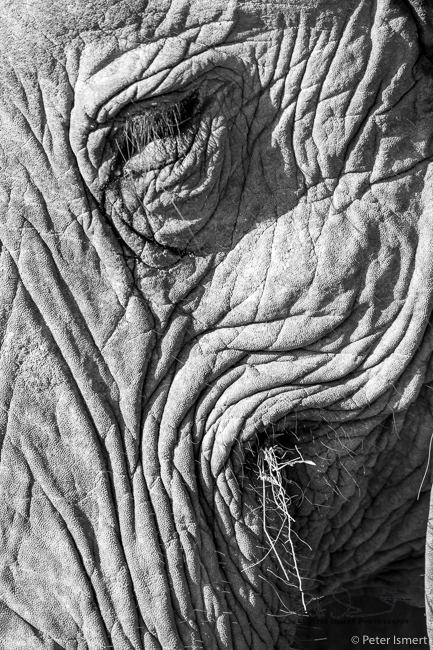 Elephant eye close up in South Luangwa National Park.