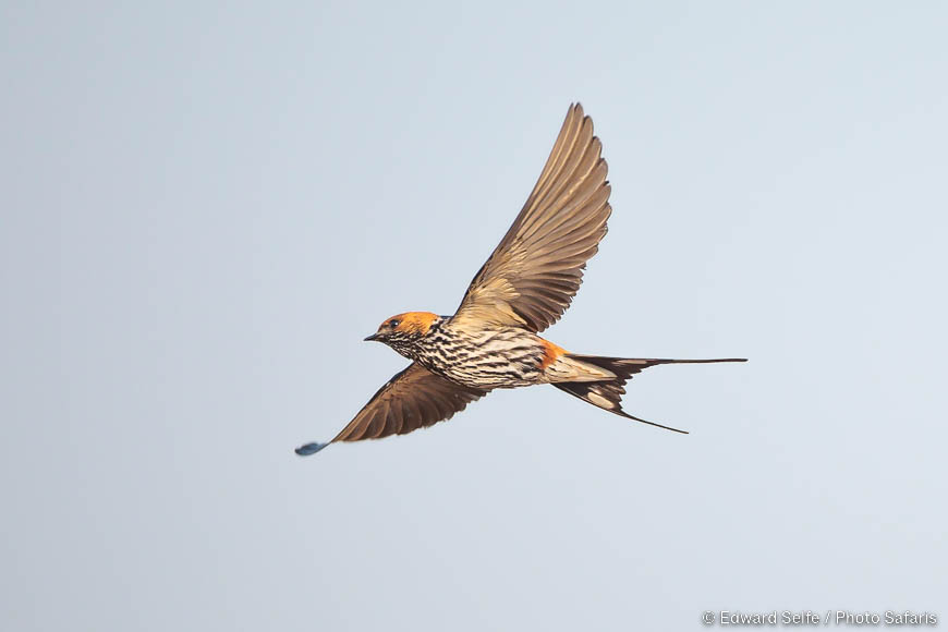 Wildlife image of a bird by edward selfe from photo safari in zambia.