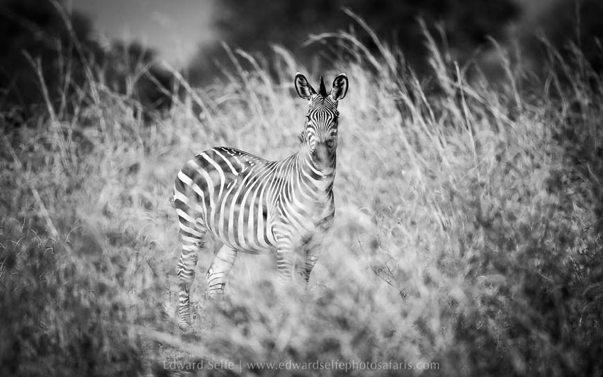 Wildlife image from photo safari with edward selfe in south luangwa national park.
