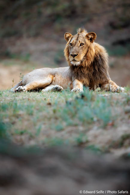 Image from exclusive luangwa photo safari by edward selfe