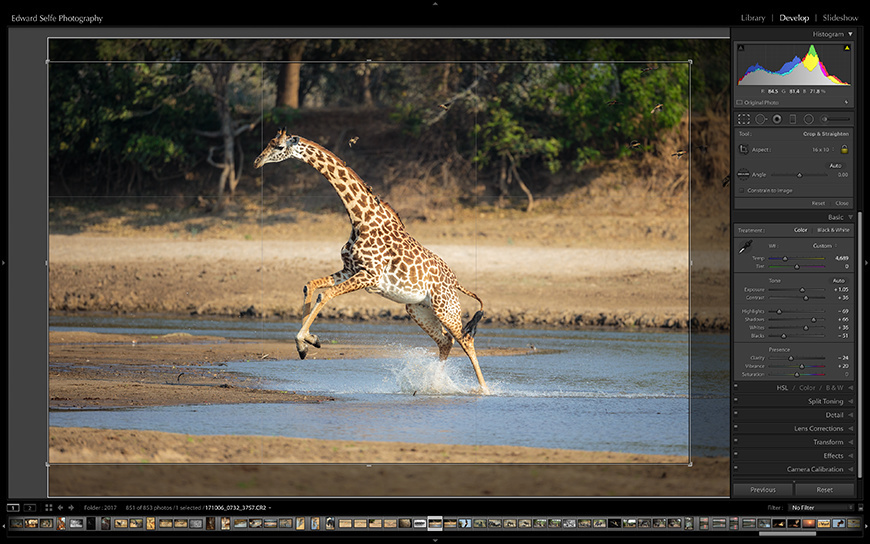A crop applied to enhance an image of a giraffe splashing through the Luangwa river.