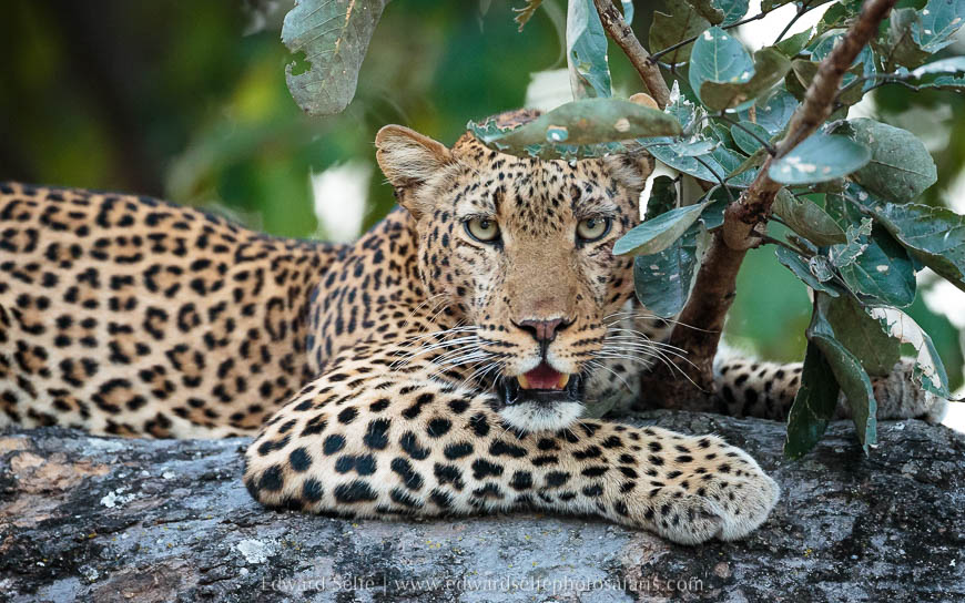 Wildlife image from photo safari with edward selfe in south luangwa national park.