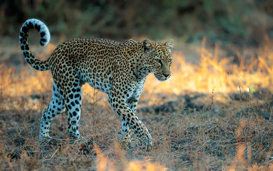 Images of wildlife from photo safari with edward selfe in zambia.