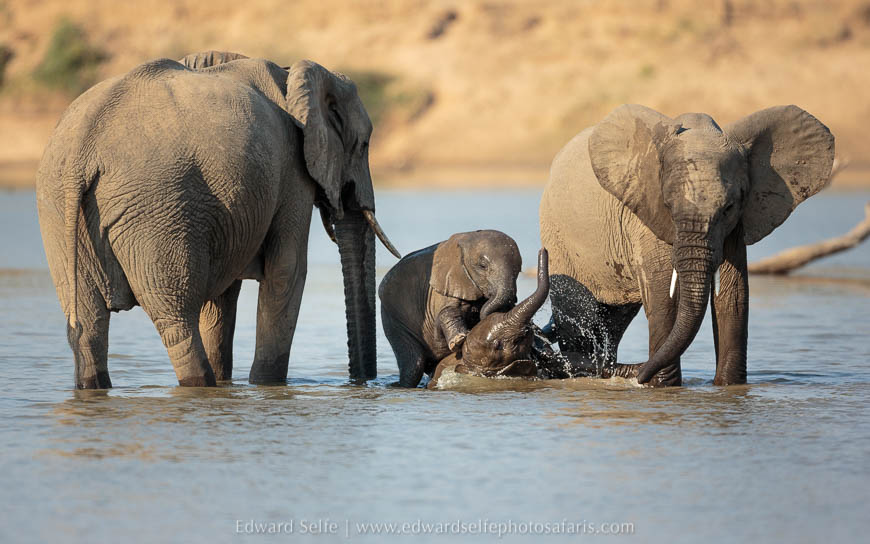 Elephants bathing on photo safari with edward selfe in south luangwa national park.