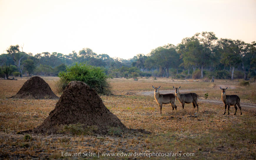 Wildlife image from photo safari with edward selfe.