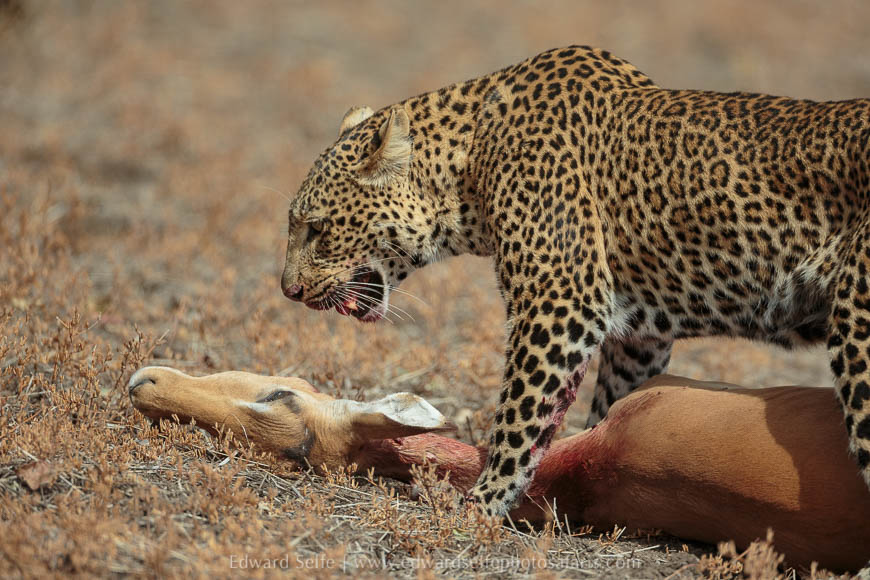 Leopard drags her kill across the plain on photo safari in south luangwa national park.