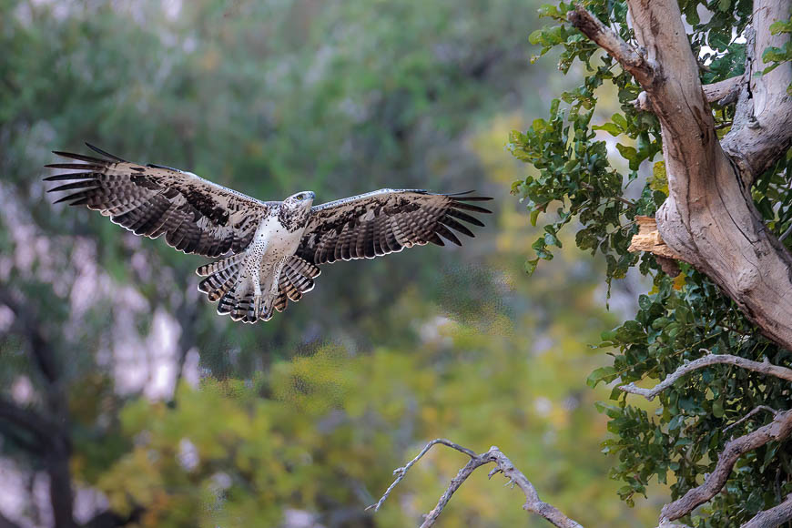 Images of wildlife from photo safari with edward selfe in the nsefu sector.