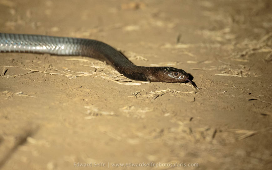 Wildlife image from photo safari with edward selfe in south luangwa national park.