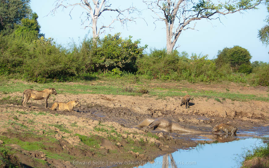 Wildlife image from photo safari with edward selfe.