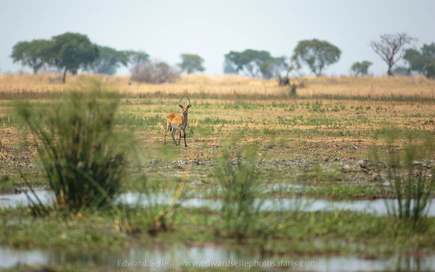 Wildlife image from photo safari with edward selfe safaris.