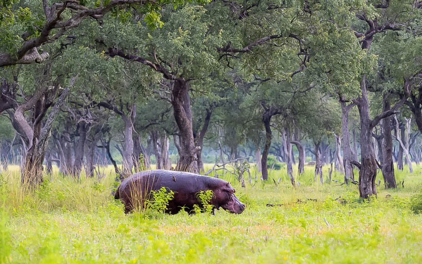 Wildlife image from South Luangwa by Mike White