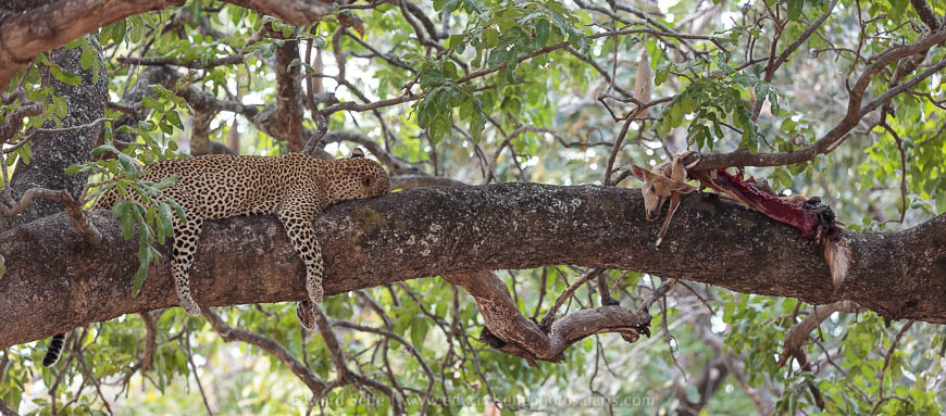 Leopard feeding in a tree on photo safari with edward selfe south luangwa national park.
