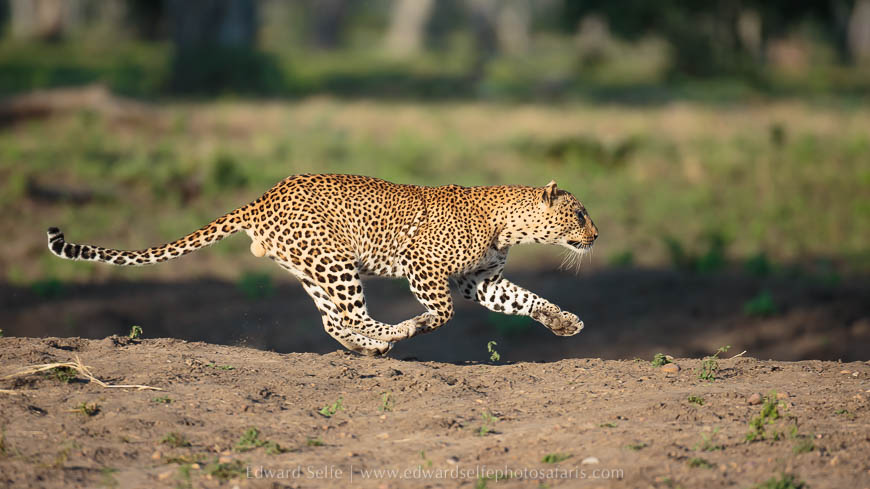 Wildlife image from photo safari with edward selfe.